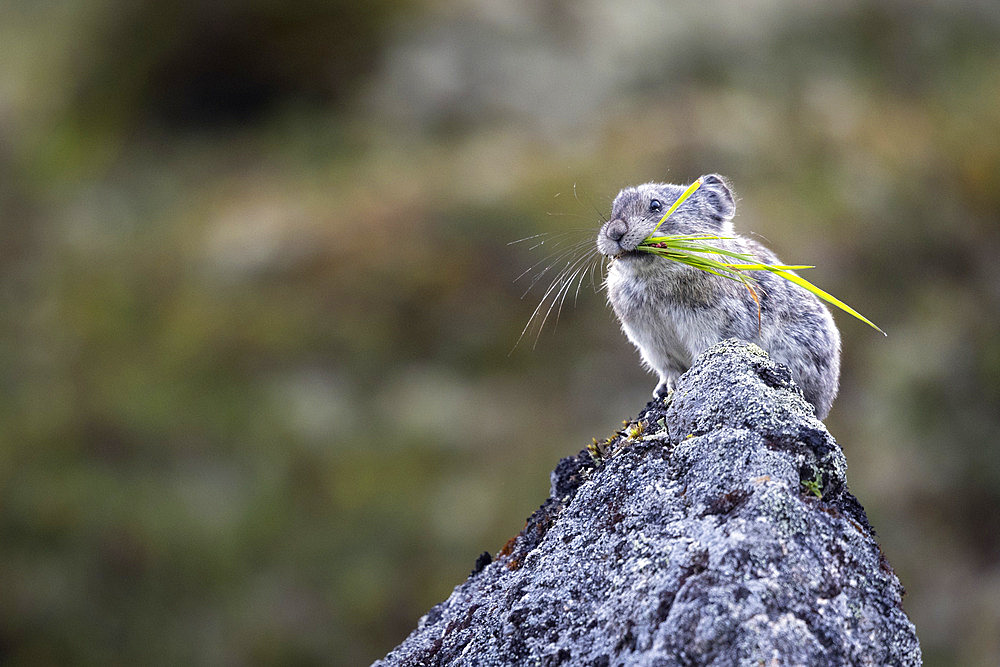 Close-up portrait of a collared pika (Ochotona collaris) pausing on a boulder in mid-August with a hank of wild grass in its mouth in Southcentral Alaska's Hatcher Pass in the Talkeetna Mountains north of Palmer, Alaska, United States of America