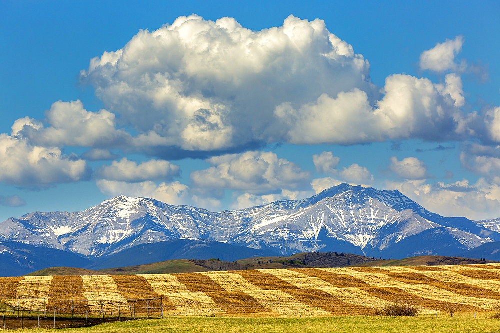 Rolling cut grain field with harvest lines and mountain range in the backgroud with blue sky and clouds, Longview, Alberta, Canada