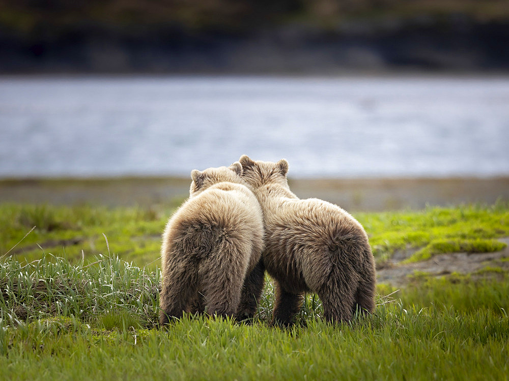 Yearling Brown bear siblings (Ursus arctos) take a break from roughhousing near McNeil River, Alaska, while their mother feeds nearby on sedges. Brown bears gather in the area each spring and early summer to feed heavily on nutritious sedges prior to the arrival of local salmon runs, Alaska, United States of America