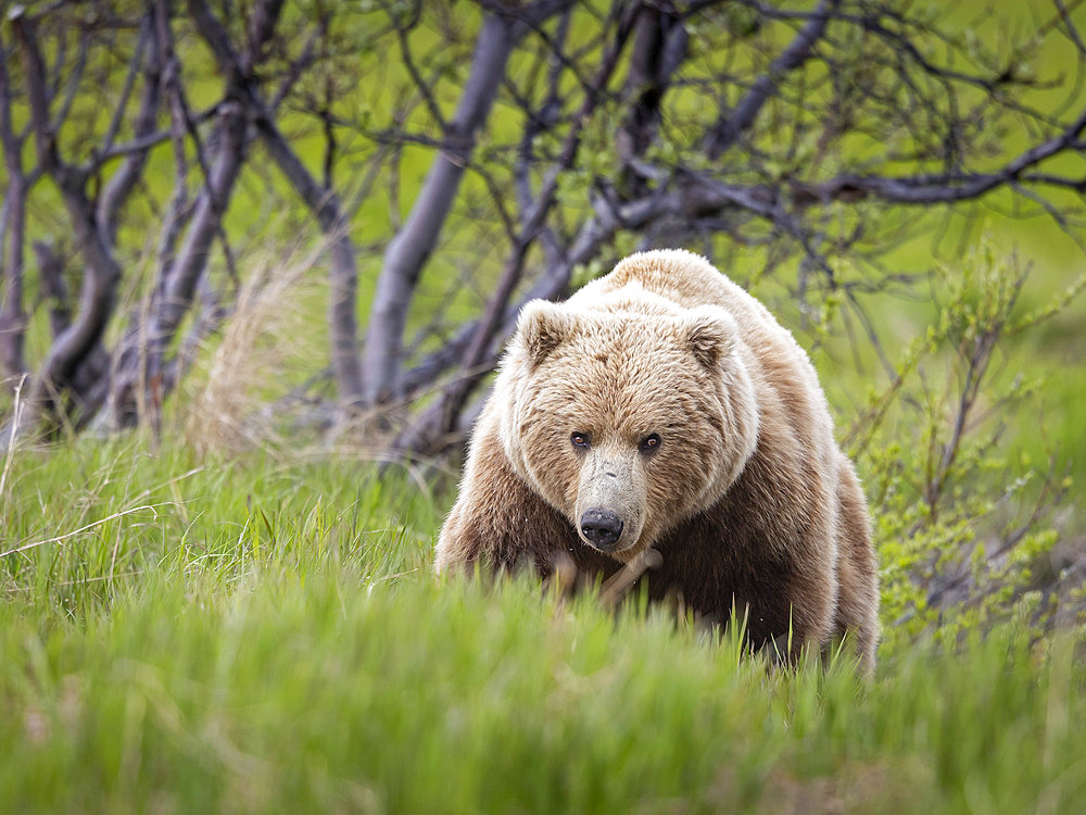 Brown bear (Ursus arctos) encountered near the sedge flats near McNeil River, Alaska. Brown bears feed heavily on nutritious sedges each spring and early summer prior to the arrival of local salmon runs, Alaska, United States of America