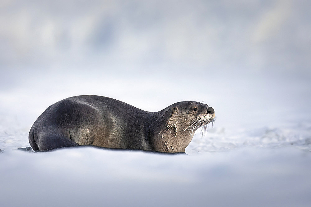 Portrait of a river otter (Lutra canadensis) lying down near an ice-fishing hole on an Anchorage area lake. Members of the weasel family, otters catch and eat trout, suckers and other fish, Anchorage, Alaska, United States of America