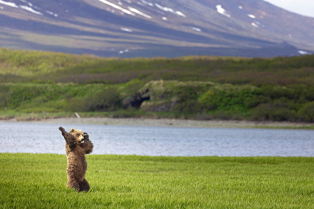 A brown bear (Ursus arctos) standing upright among the sedges, appears to dance to music only it can hear overlooking McNeil Cove in Southwestern Alaska, Alaska, United States of America