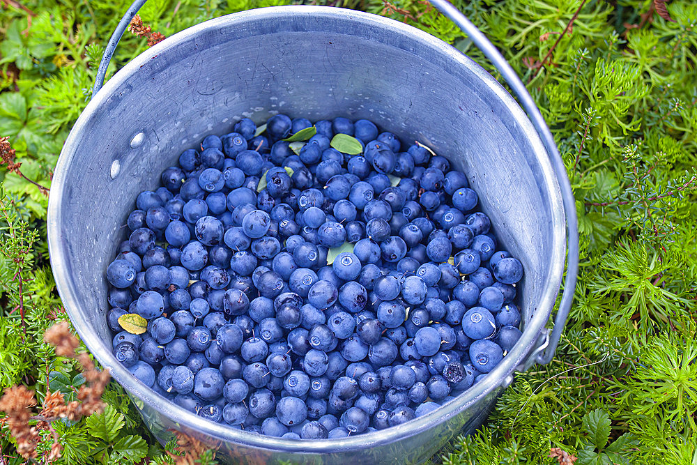 Pail of wild blueberries picked from the alpine tundra of Southcentral Alaska's Kenai Mountains. Blueberries of one variety or another are found throughout Alaska, Alaska, United States of America