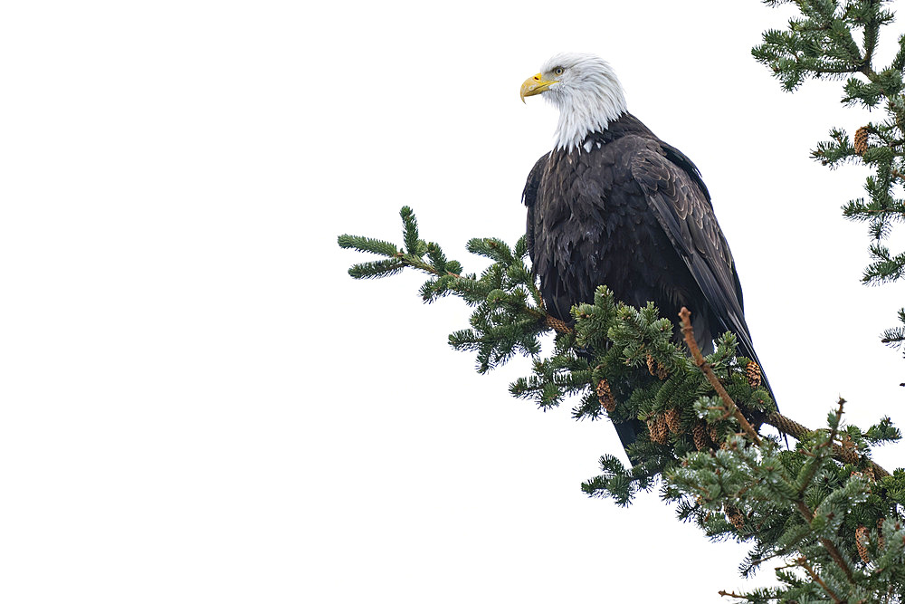 Close-up portrait of a bald eagle (Haliaeetus leucocephalus) looking out from its perch on a tree branch against a washed out sky, Haines, Alaska, Unites States Of America