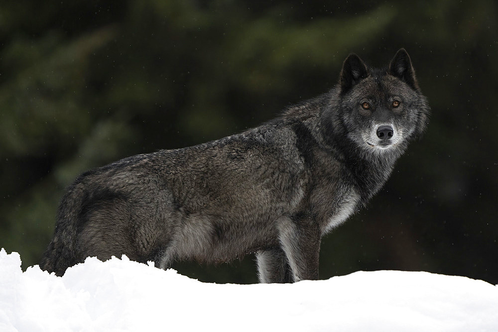 Portrait of a black wolf (Canis Lupus) in the wild looking at the camera from atop a snowbank, Haines Junction, Yukon, Canada