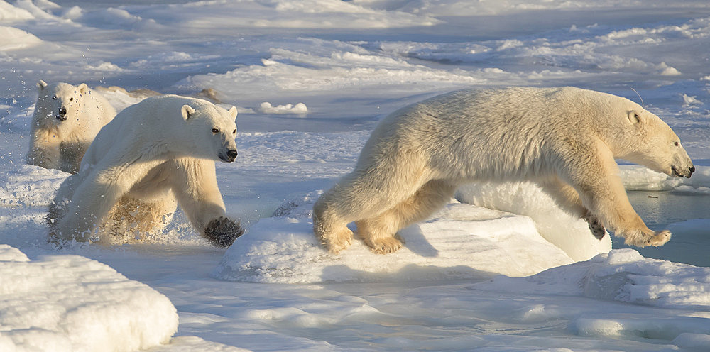 Polar bears (Ursus maritimus) running in the snow, Churchill, Manitoba, Canada