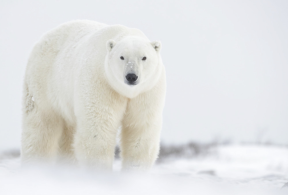 Portrait of a polar bear (Ursus maritimes) standing in the snow looking at the camera, Churchill, Manitoba, Canada