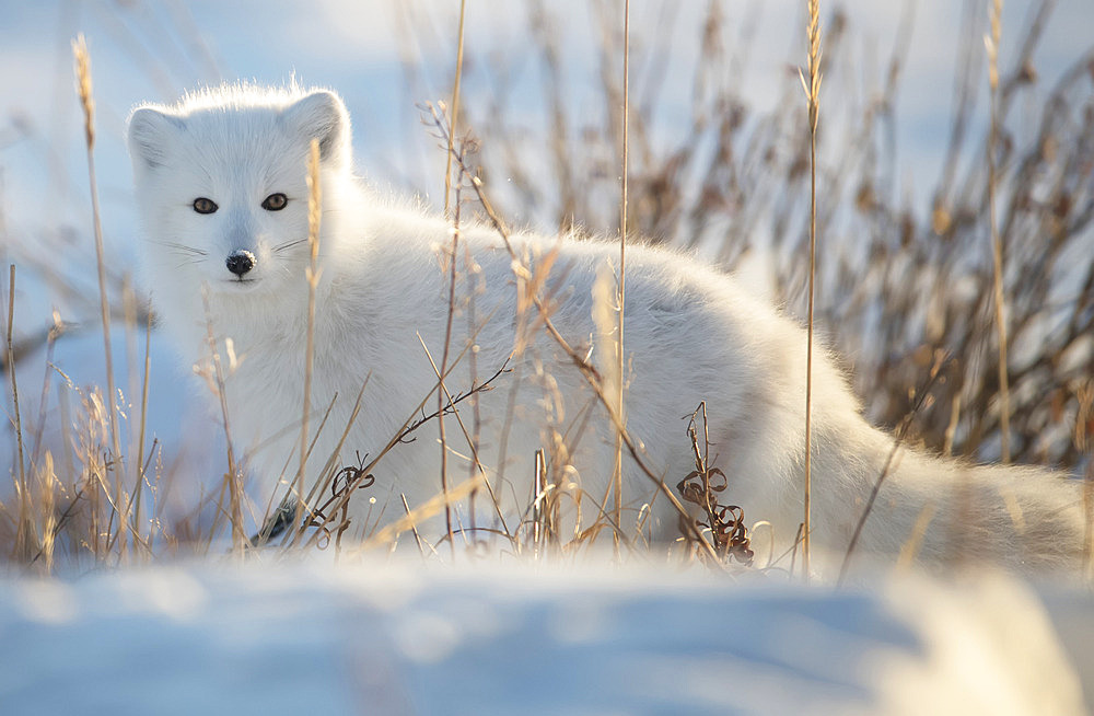 Arctic fox (Vulpes lagopus) on the snowy Arctic tundra, Churchill, Manitoba, Canada