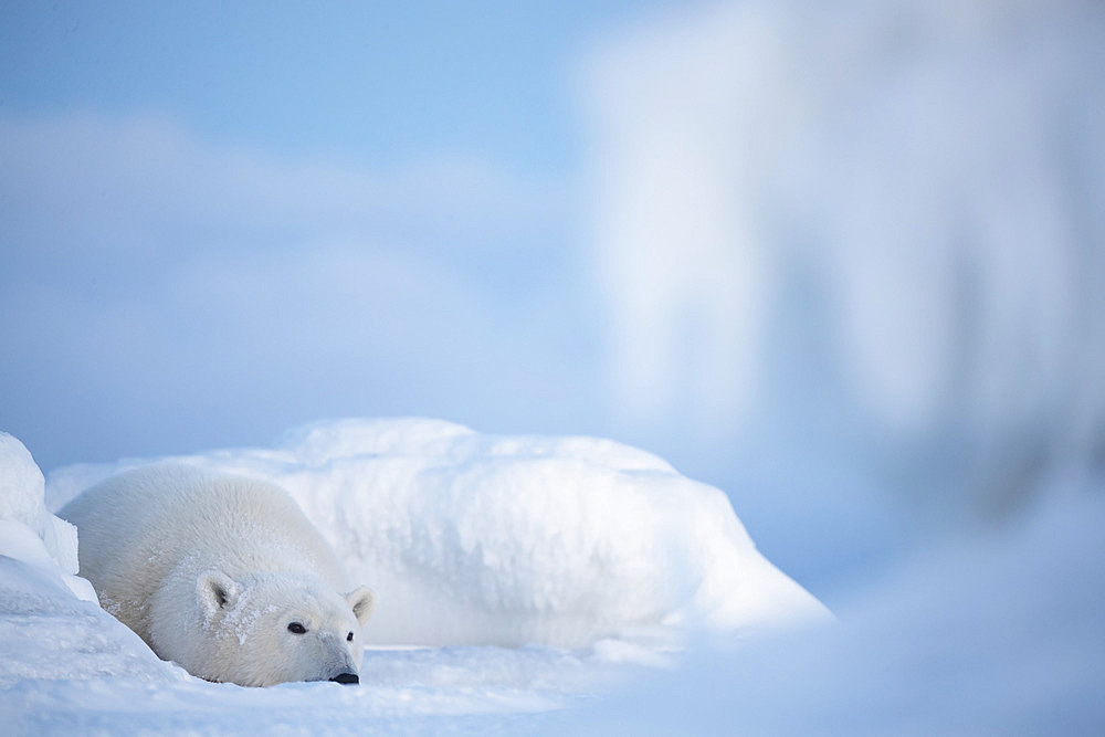 Polar bear (Ursus maritimes) lying down in the snow, Churchill, Manitoba, Canada