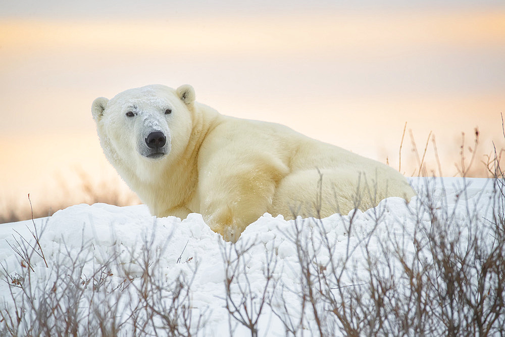 Polar bear (Ursus maritimus) in the snow at twilight in the Canadian arctic, Churchill, Manitoba, Canada