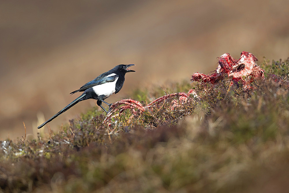 A black-billed magpie (Pica hudsonia) picks the bones of a dead Dall sheep killed by wolves in Chugach State Park, Alaska, United States of America