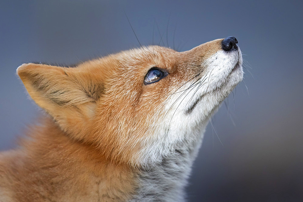 Close-up portrait of the profile of a red fox (Vulpes vulpes) looking up and testing the wind while hunting on a frosty, October morning in South Central Alaska, Anchorage, Alaska, United States of America