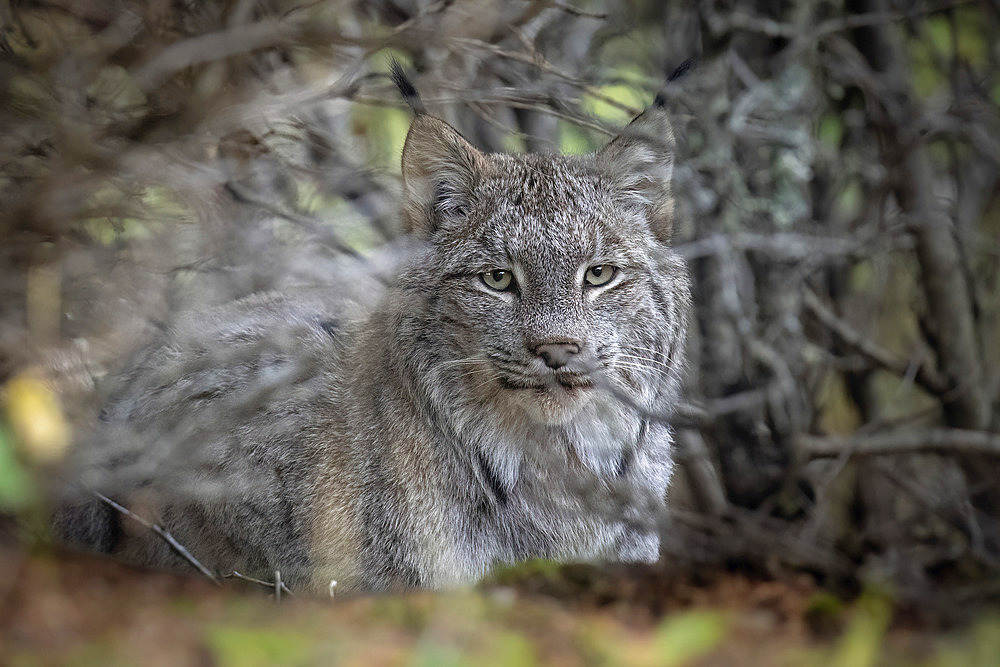 Close-up portrait of a Canada Lynx (Lynx canadensis) looking at the camera through the branches of a Southcentral Alaska alder thicket. Lynx populations are closely linked to booms and busts in the numbers of their main prey the snowshoe hare, Alaska, United States of America