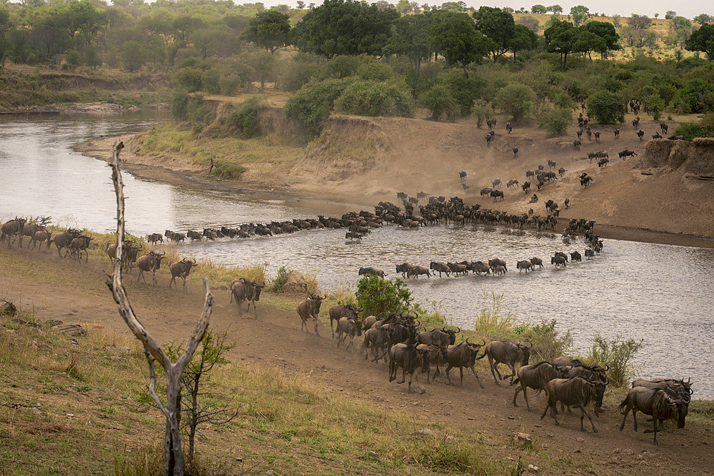 Scenic view of a large herd of blue wildebeest (Connochaetes taurinus) crossing Mara in two lines, Serengeti National Park, Tanzania, Africa