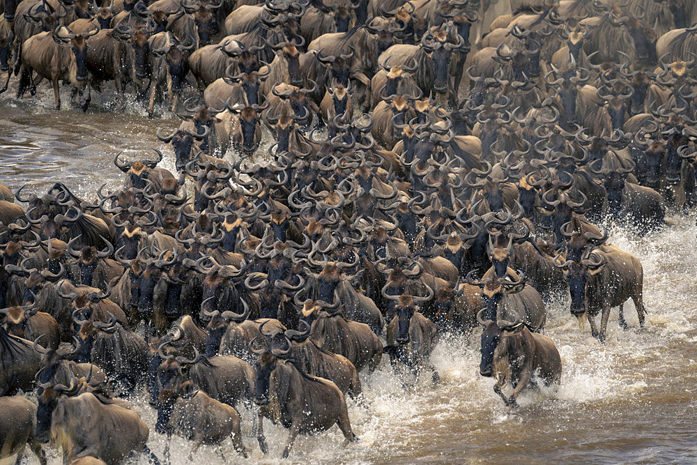 Blue wildebeest (Connochaetes taurinus) gallop across river in spray in Serengeti National Park, Tanzania