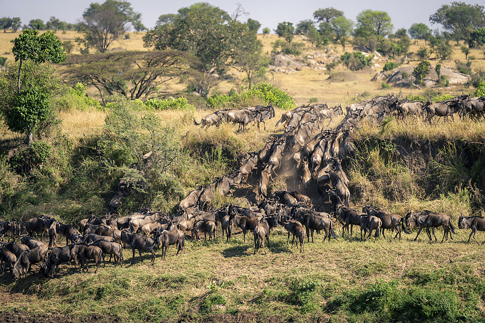 Blue wildebeest (Connochaetes taurinus) gallop away from river crossing in Serengeti National Park on a sunny day, Tanzania