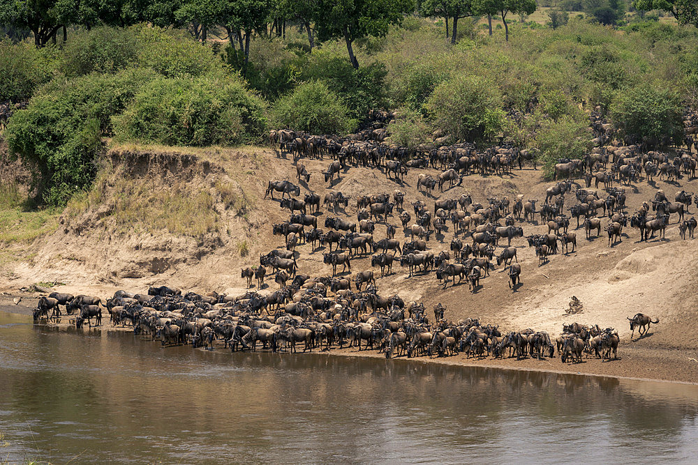 Blue wildebeest (Connochaetes taurinus) gather on riverbank near woodland in Serengeti National Park on a sunny day, Tanzania