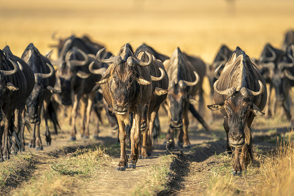 Blue wildebeest (Connochaetes taurinus) herd cross savannah in sunshine in Serengeti National Park, Tanzania