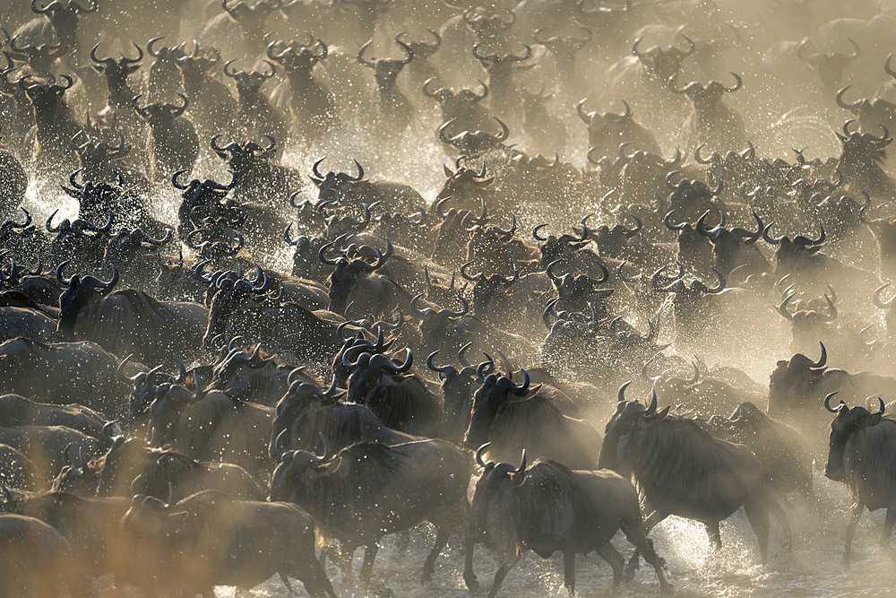 Blue wildebeest (Connochaetes taurinus) herd races across shallow river in Serengeti National Park, Tanzania