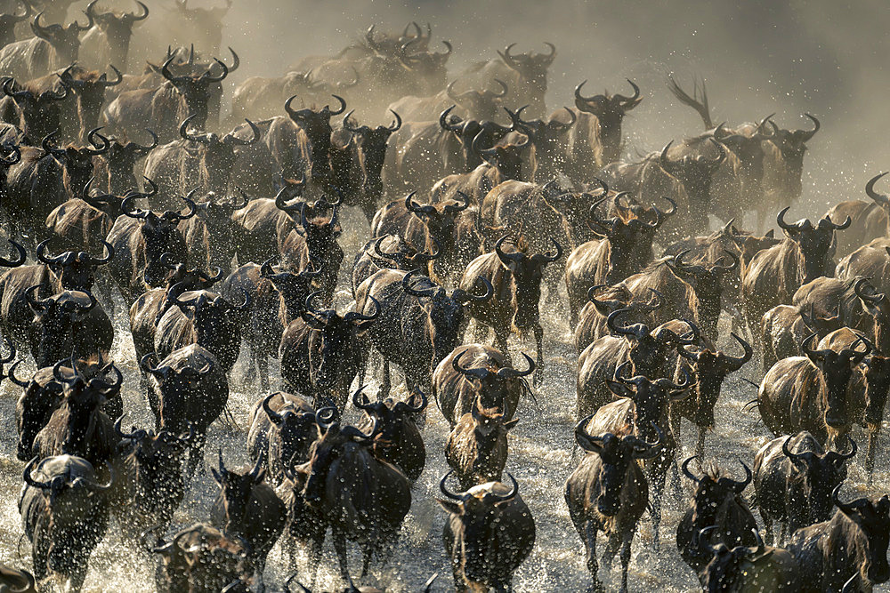 Blue wildebeest (Connochaetes taurinus) herd races across shallow stream in Serengeti National Park, Tanzania