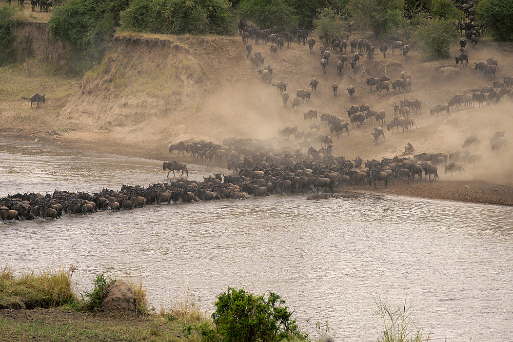 Blue wildebeest (Connochaetes taurinus) herd traverse stream in dust cloud in Serengeti National Park, Tanzania