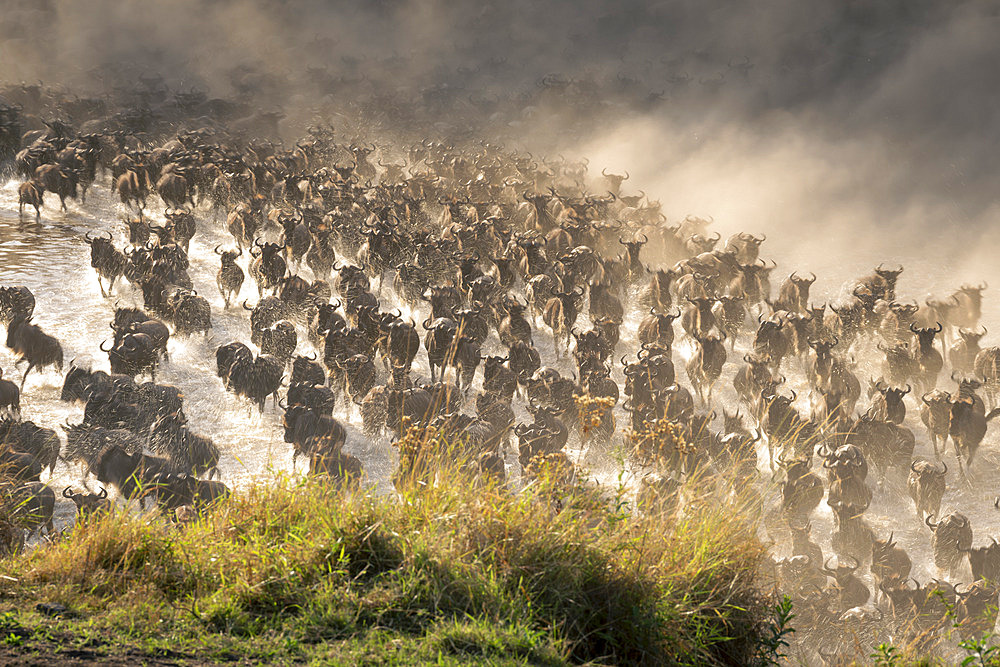 Slow pan view of a large herd of blue wildebeest (Connochaetes taurinus) rushing across a stream in dust clouds, Serengeti National Park, Tanzania, Africa