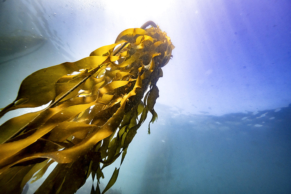 Kelp growing towards sunlight on the water's surface in Sooke Bay, Vancouver Island, British Columbia, Canada