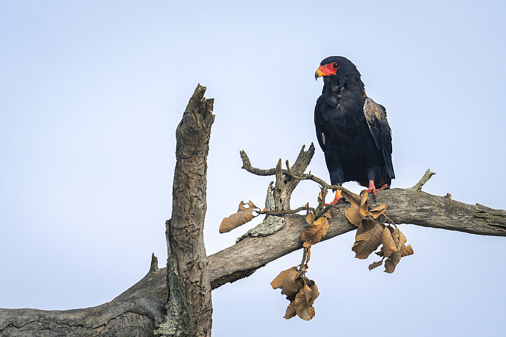 Bateleur (Terathopius ecaudatus) under blue sky on dead tree in Serengeti National Park, Tanzania