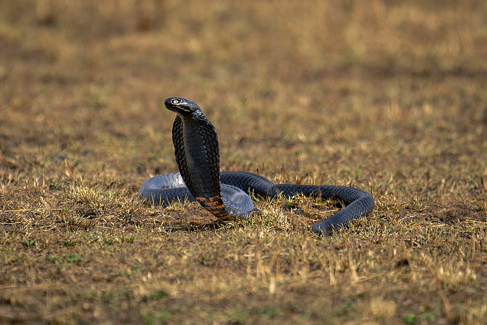 Black-necked spitting cobra (Naja nigricollis) lifts head off grass in Serengeti National Park, Tanzania