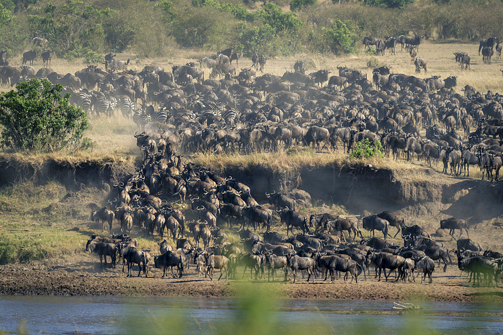 Scenic view of a large herd of blue wildebeest (Connochaetes taurinus) near shore of river with a group of plains zebra (Equus quagga) in Serengeti National Park, Tanzania