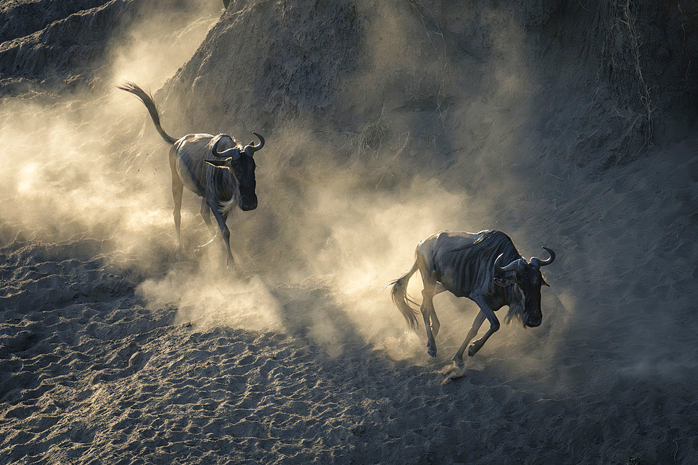 Blue wildebeest (Connochaetes taurinus) galloping after another in dust in Serengeti National Park, Tanzania