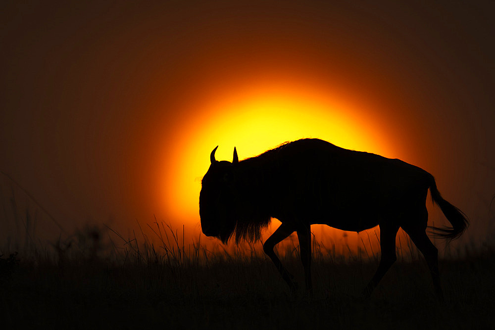 Blue wildebeest (Connochaetes taurinus) walking silhouetted against setting sun in Serengeti National Park, Tanzania