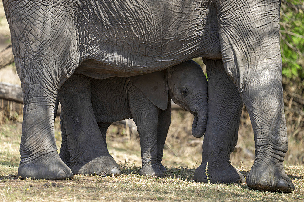 African bush elephant calf (Loxodonta africana) stands under mother in Serengeti National Park, Tanzania