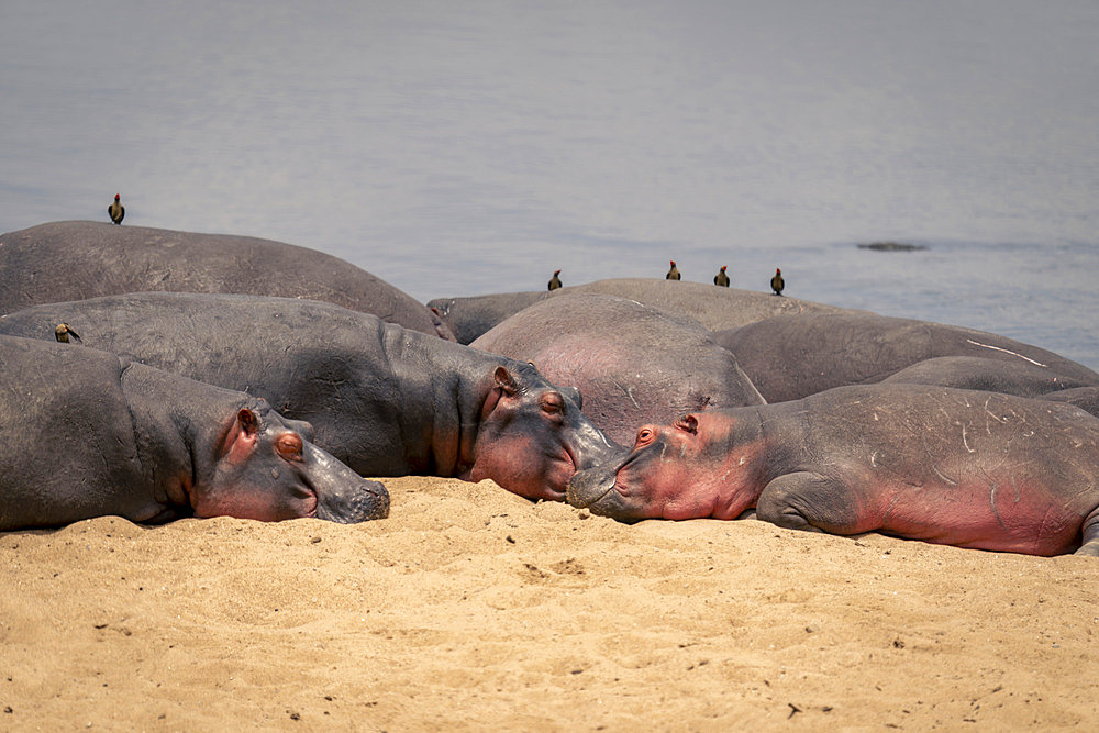 Close-up of hippopotamuses (Hippopotamus amphibius) lying on sandy beach, with oxpeckers perched on their backs, in Serengeti National Park, Tanzania