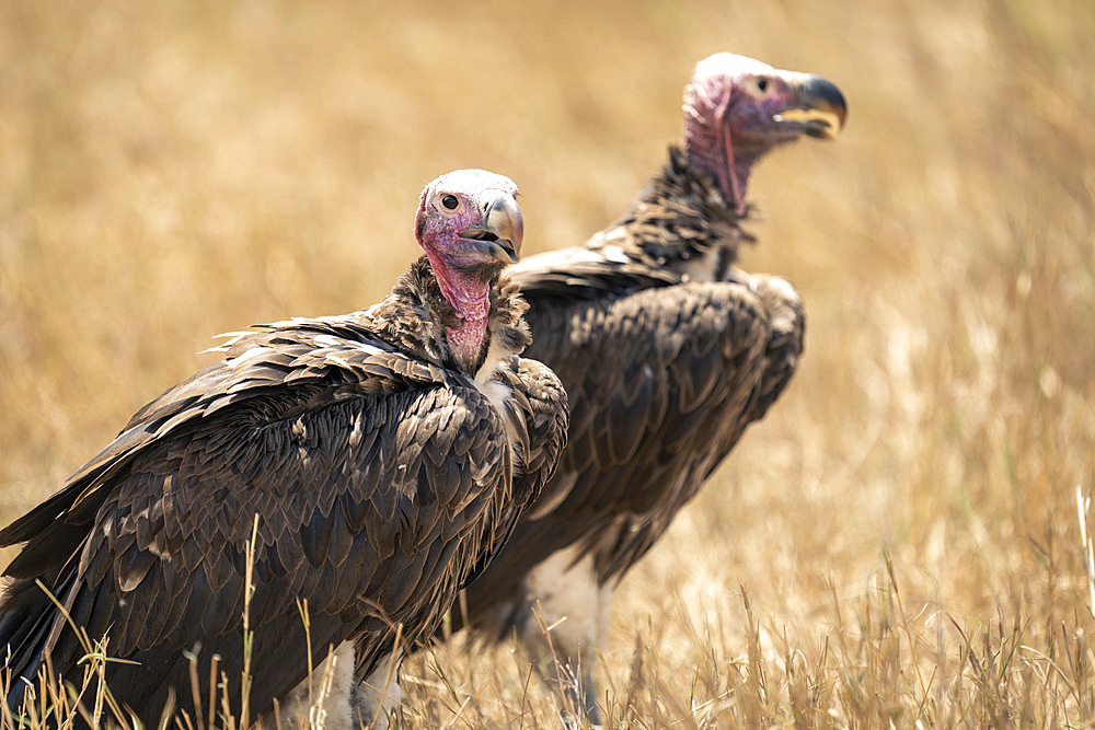 Close-up portrait of two lappet-faced vultures (Torgos tracheliotos) standing on grass, Serengeti National Park, Tanzania, Africa