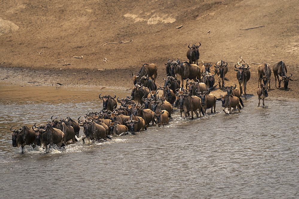 Herd of Blue wildebeest (Connochaetes taurinu) walk across river in Serengeti National Park, Tanzania