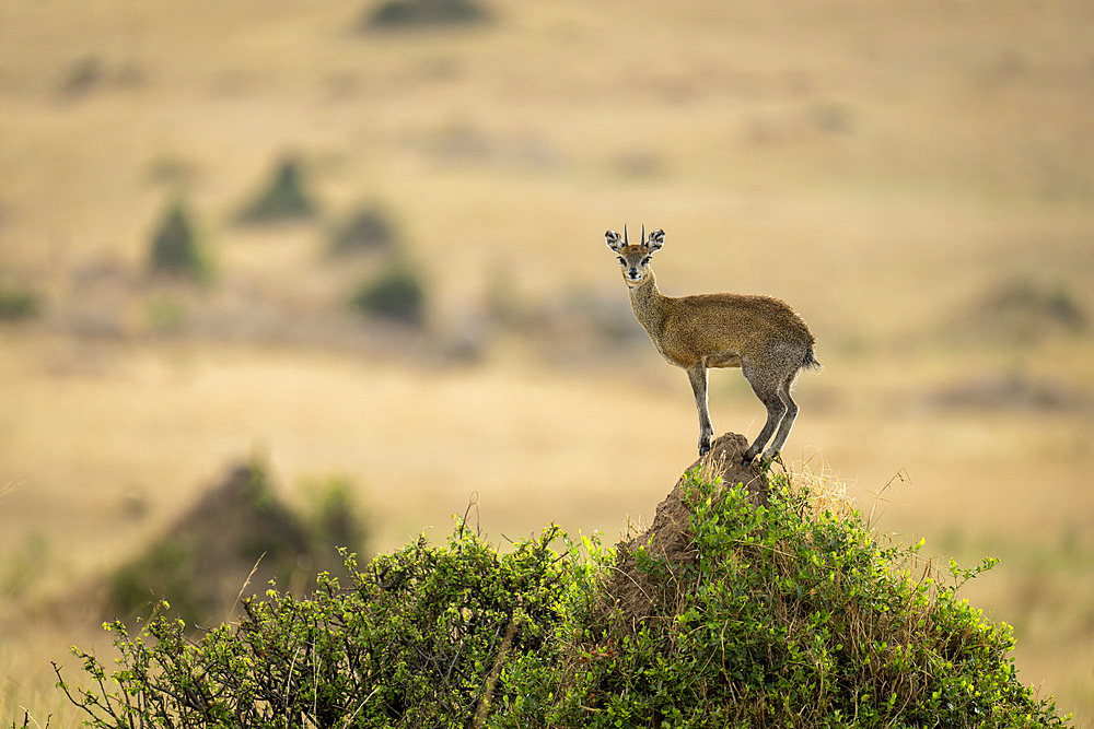 Klipspringer (Oreotragus oreotragus) perches on termite mound in profile in Serengeti National Park, Tanzania