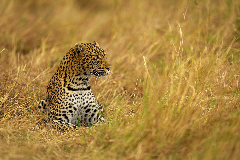 Leopard (Panthera pardus) lies in long grass looking right in Serengeti National Park, Tanzania