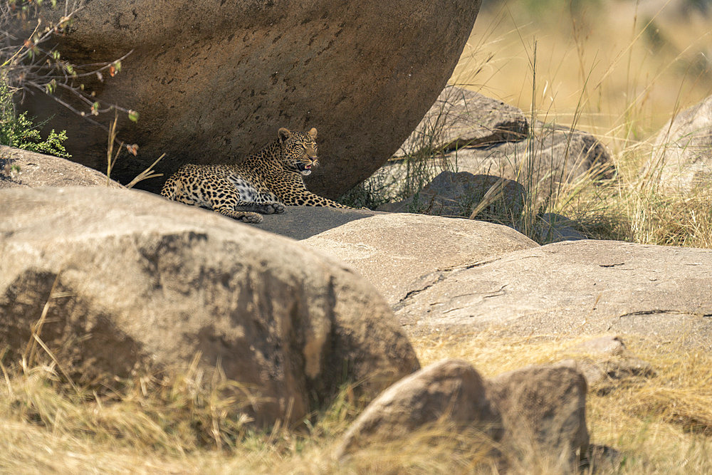 Leopard (Panthera pardus) lies under shady rock opening mouth in Serengeti National Park, Tanzania