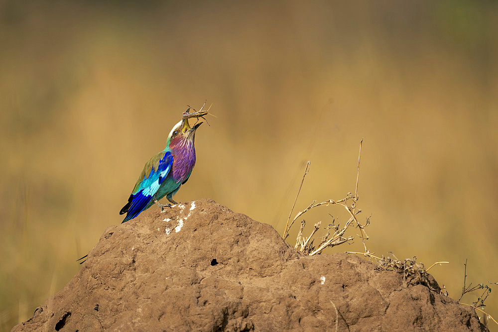 Lilac-breasted roller (Coracias caudatus) on termite mound tosses insect in Serengeti National Park, Tanzania