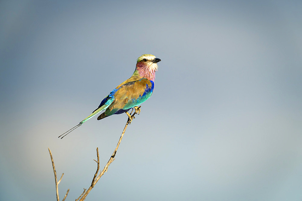 Lilac-breasted roller (Coracias caudatus) on thin branch in sunshine in Serengeti National Park, Tanzania