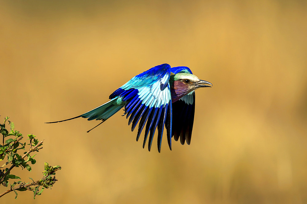 Close-up of a Lilac-breasted roller (Coracias caudatus) with catchlight and tucked wing feathers flies from bushes, Serengeti National Park, Tanzania, Africa