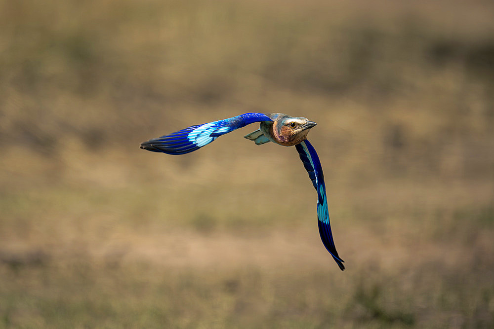 Close-up of a Lilac-breasted roller (Coracias caudatus) with catchlight flying over the savannah, Serengeti National Park, Tanzania, Africa