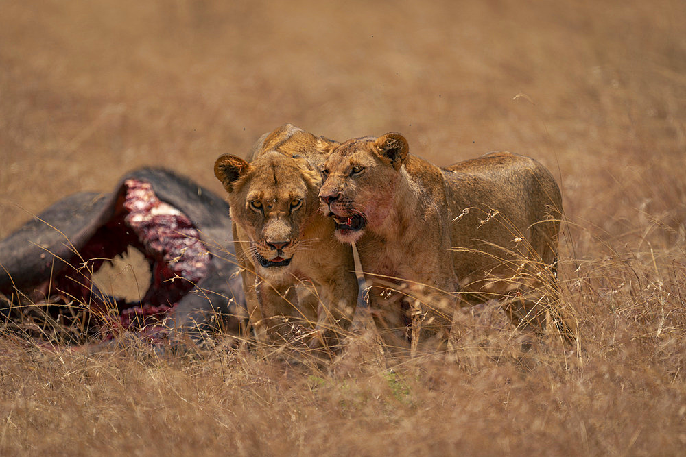 Male lion and lioness (Panthera leo) stand by kill in Serengeti National Park, Tanzania