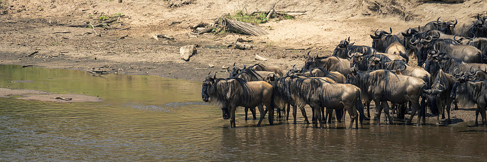 Panorama of blue wildebeest (Tanzania) standing in shallows in Serengeti National Park, Tanzania