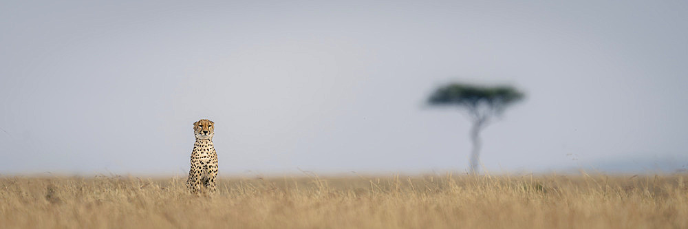 Panorama of cheetah (Acinonyx jubatus) sitting on grassy horizon in Serengeti National Park, Tanzania