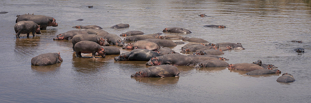 Panorama of hippopotamus (Hippopotamus amphibius) pod in shallow river in Serengeti National Park, Tanzania