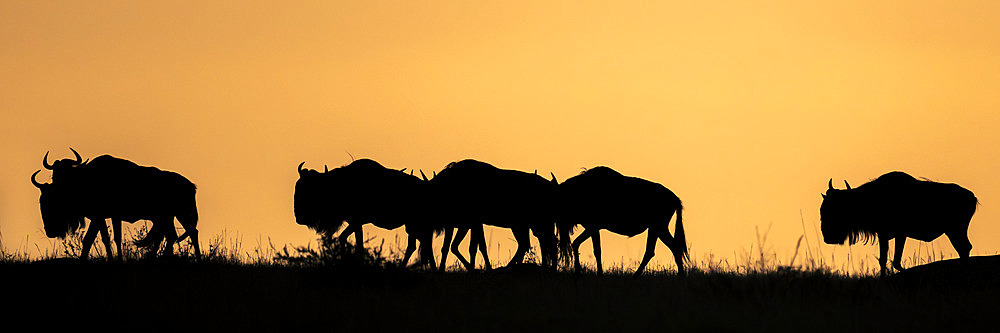 Panorama of blue wildebeest (Connochaetes taurinus) on horizon at sunset in Serengeti National Park, Tanzania