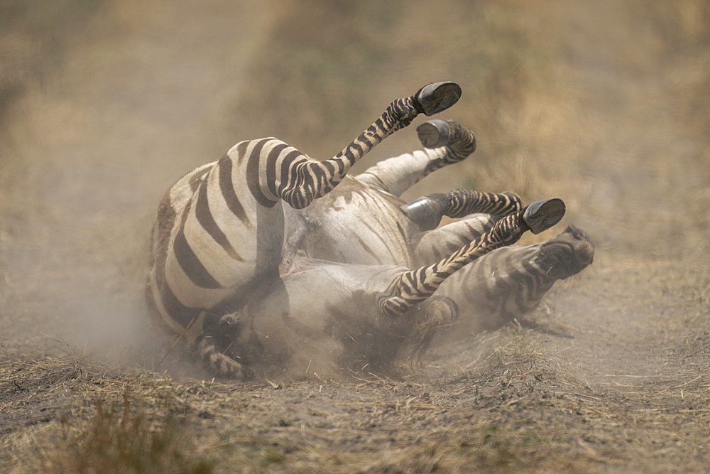 Plains zebra (Equus quagga) rolls on track on back in Serengeti National Park, Tanzania