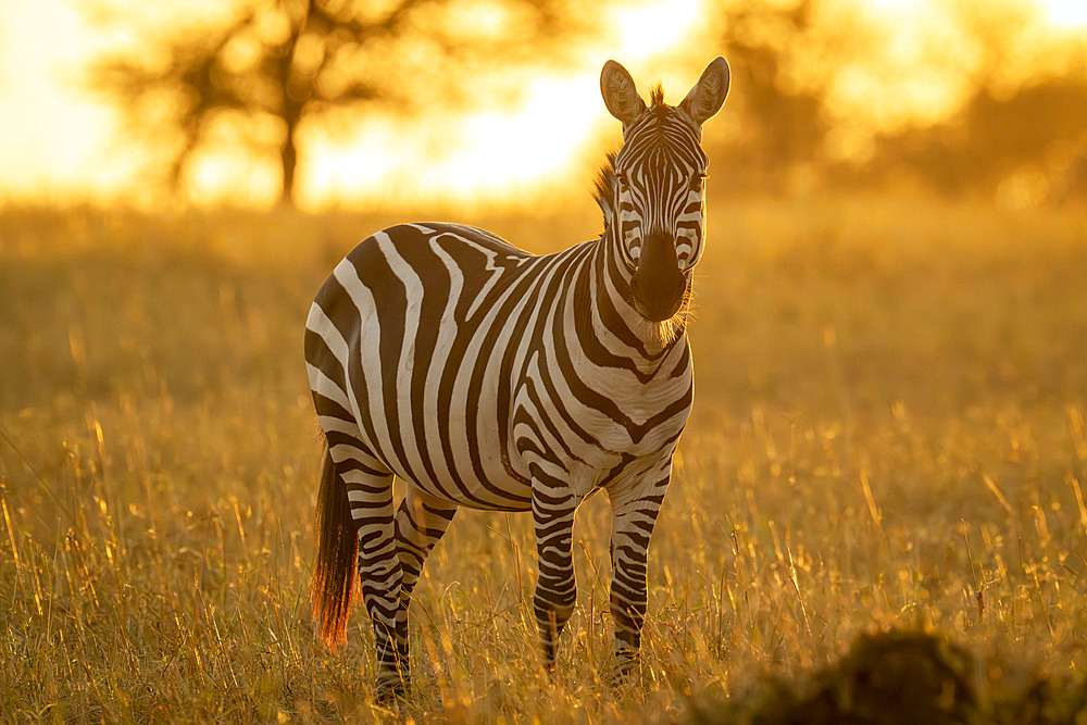 Plains zebra (Equus quagga) stands watching camera at dawn at Serengeti National Park, Tanzania